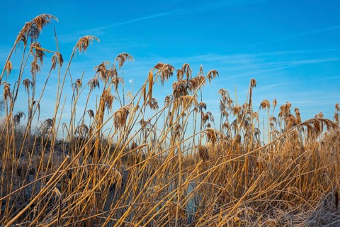 Winter hoarfrost at Ahlhorn fish ponds, reeds, Ahlhorn fish ponds, Ahlhorn, Lower Saxony, Germany