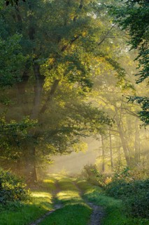 Daybreak at Ahlhorn fish ponds, foggy, sunbeams, Ahlhorn fish ponds, Ahlhorn, Lower Saxony, Germany