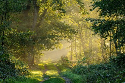 Daybreak at Ahlhorn fish ponds, foggy, sunbeams, Ahlhorn fish ponds, Ahlhorn, Lower Saxony, Germany