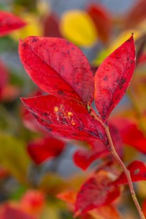 Red leaf of a blueberry, blueberry (Vaccinium myrtillus), Goldenstedt, Lower Saxony, Germany