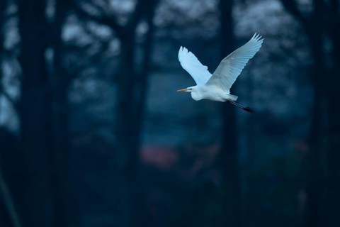 Great White Egret (Ardea alba, syn.: Casmerodius albus, Egretta alba), Dümmer, Lembruch, Lower