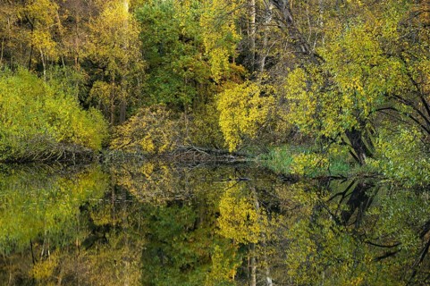 Autumn at the Ahlhorn fish ponds, forest, Ahlhorn, Lower Saxony, Germany