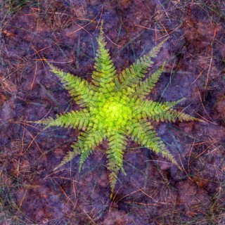 Autumn mosaic, multiple exposure of a forest floor, Ahlhorn, Lower Saxony, Germany