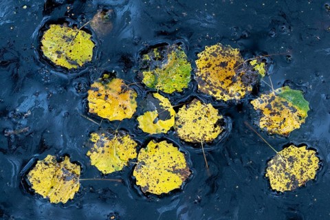 Leaves of an aspen (Populus tremula) in autumn, Goldenstedter, Lower Saxony, Germany