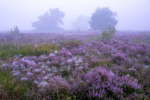 Flowering heather (Calluna vulgaris) with pine trees on a foggy morning in the Ahlhorner Heide,