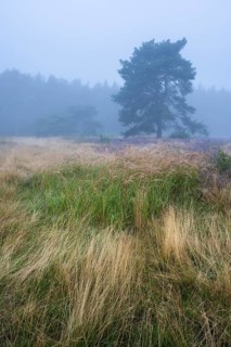Flowering heather (Calluna vulgaris) with pine trees on a foggy morning in the Ahlhorner Heide,