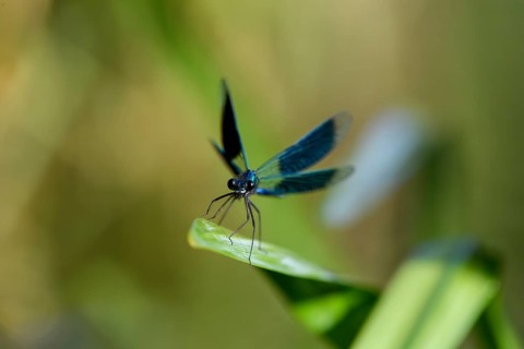 A Banded demoiselle (Calopteryx splendens) sitting on a leaf, iridescent wings glistening in the