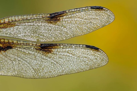 Wings of the four-spotted dragonfly (Libellula quadrimaculata), Ahlhorn, Lower Saxony, Germany