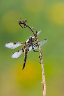Four-spotted dragonfly (Libellula quadrimaculata), Ahlhorn, Lower Saxony, Germany