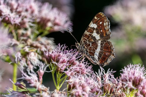 Map Butterfly (Araschnia levana), Ahlhorn, Lower Saxony, Germany