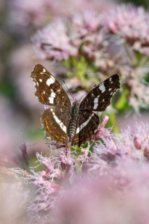 Map Butterfly (Araschnia levana), Ahlhorn, Lower Saxony, Germany