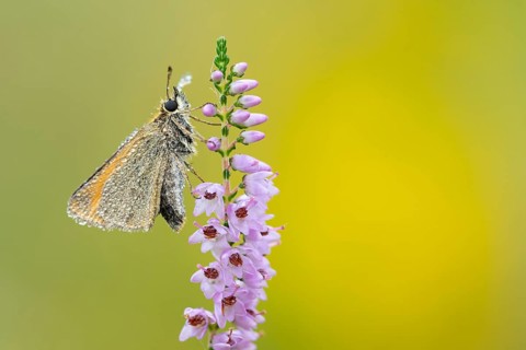 Large skipper (Ochlodes sylvanus) on flowering heather (Calluna vulgaris), Ahlhorn, Lower Saxony,