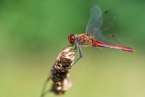 Ruddy Darter dragonfly (Sympetrum sanguineum), Ahlhorn, Lower Saxony, Germany
