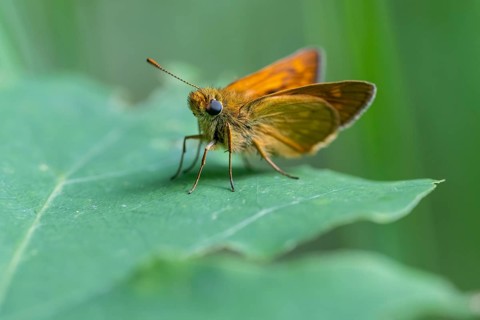Large skipper (Ochlodes sylvanus), Ahlhorn, Lower Saxony, Germany