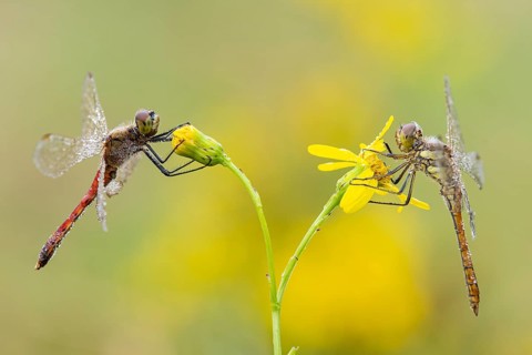 Marsh dragonfly (Sympetrum depressiusculum), Ahlhorn, Lower Saxony, Germany
