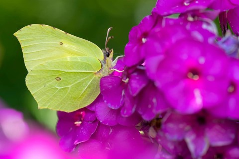 Lemon butterfly (Gonepteryx rhamni), Vechta, Lower Saxony, Germany