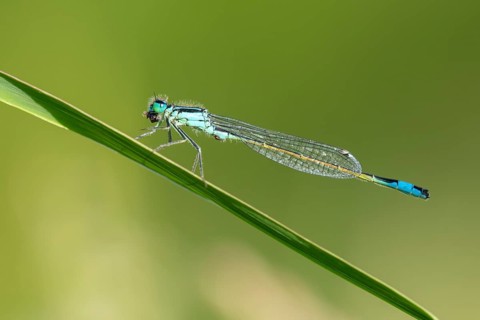 Blue-tailed damselfly (Ischnura elegans), Ahlhorn, Lower Saxony, Germany