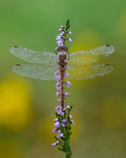 Marsh dragonfly (Sympetrum depressiusculum) in the morning dew on flowering heather (Calluna