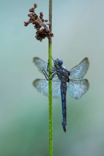 Marsh dragonfly (Sympetrum depressiusculum), Ahlhorn, Lower Saxony, Germany