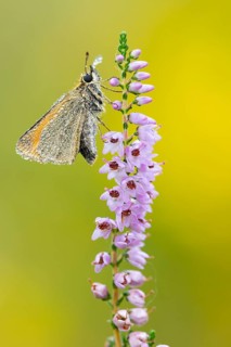 Large skipper (Ochlodes sylvanus) on flowering heather (Calluna vulgaris), Ahlhorn, Lower Saxony,