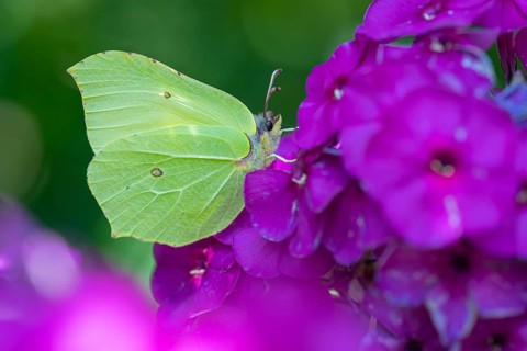 Lemon butterfly (Gonepteryx rhamni), Vechta, Lower Saxony, Germany