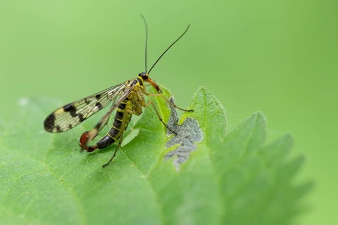 German Scorpion Fly (Panorpa germanica), Ahlhorn, Lower Saxony, Germany