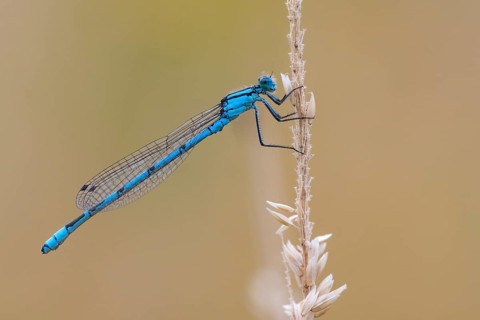 Common blue damselfly (Enallagma cyathigerum), Ahlhorn, Lower Saxony, Germany