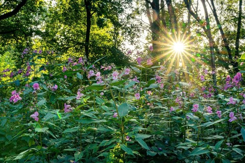Balsam (Impatiens), neophytes, Ahlhorn, Lower Saxony, Germany