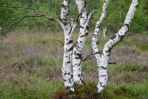 Birches for heather blossoms in the moor, Goldenstedter Moor, Goldenstedt, Lower Saxony, Germany