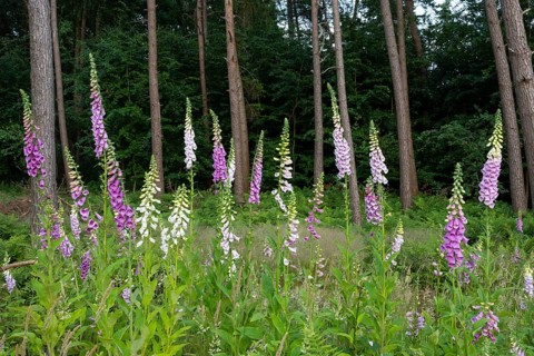 Flowering foxglove (Digitalis purpurea) in a forest clearing, Vechta, Lower Saxony, Germany