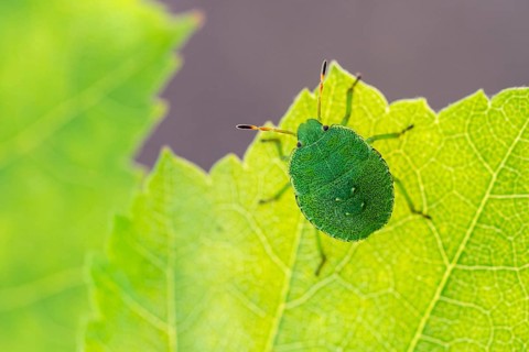 Green shield bug (Palomena prasina), Ahlhorn, Lower Saxony, Germany
