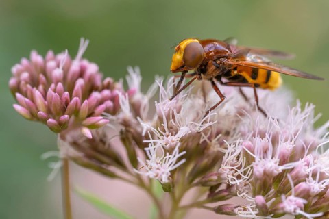 Hornet hoverfly (Volucella zonaria), Ahlhorn, Lower Saxony, Germany