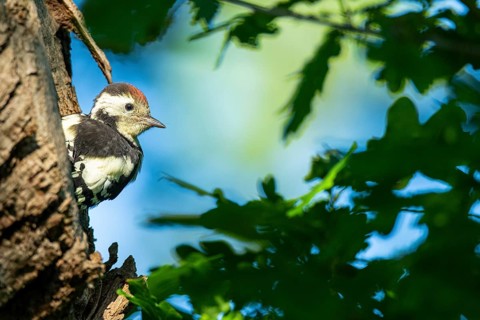 Young great spotted woodpecker (Dendrocopos major) at the breeding den, Ahlhorn, Lower Saxony,