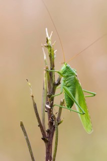 Great green bush cricket (Tettigonia viridissima), Ahlhorn, Lower Saxony, Germany