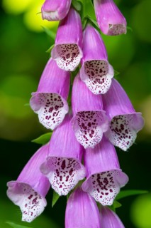 Flowers of the foxglove (Digitalis purpurea), Vechta, Lower Saxony, Germany