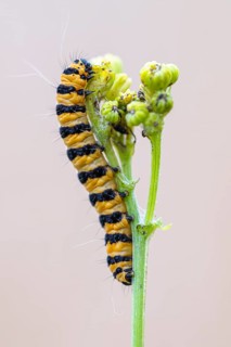 Caterpillar of the scabious bear (Tyria jacobaeae), Ahlhorn, Lower Saxony, Germany