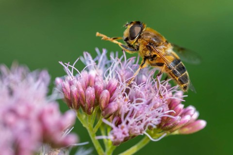 Hoverfly (Eristalis), Ahlhorn, Lower Saxony, Germany