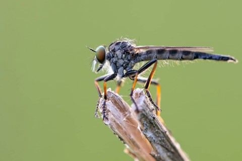 Tolmerus atricapillus (Tolmerus atricapillus), Ahlhorn, Lower Saxony, Germany