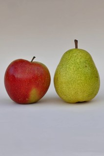 Apple (Malus) and pear (Pyrus communis), with white background, synonym for comparing apples with