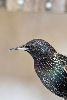 Starling (Sturnus vulgaris) adult bird in spotted winter plumage, sitting on a fence post, animal