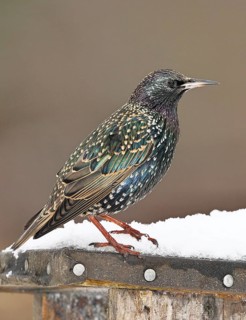 Starling (Sturnus vulgaris) adult bird in spotted winter plumage, sitting on a nesting box,