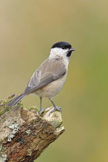 Marsh tit (Parus palustris) sitting on a tree stump, Wilnsdorf, North Rhine-Westphalia, Germany