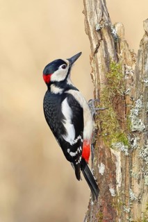 Great spotted woodpecker (Dendrocopos major), male, foraging on a tree stump overgrown with moss