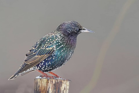 Starling (Sturnus vulgaris) adult bird in spotted winter plumage, sitting on a fence post,