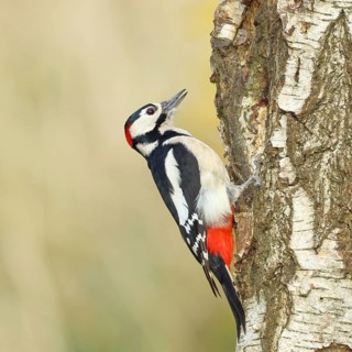 Great spotted woodpecker (Dendrocopus major), male, foraging on the trunk of a common birch (Betula