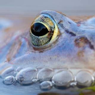 Blue moor frog (Rana arvalis) mating in the moor, Goldenstedter Moor, Lower Saxony, Germany