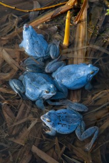 Blue moor frog (Rana arvalis) mating in the moor, Goldenstedter Moor, Lower Saxony, Germany