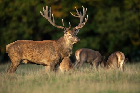 Red deer (Cervus elaphus) with heavy antlers in rut, Klamptenborg, Copenhagen, Denmark