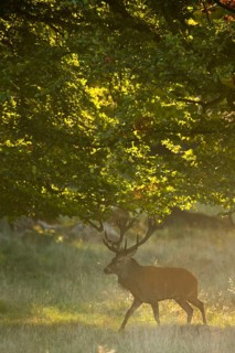Red deer (Cervus elaphus) with heavy antlers in rut, Klamptenborg, Copenhagen, Denmark