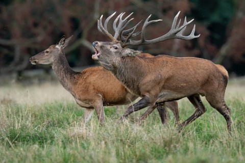 Red deer (Cervus elaphus) in rut, roaring, hunting, Klamptenborg, Copenhagen, Denmark